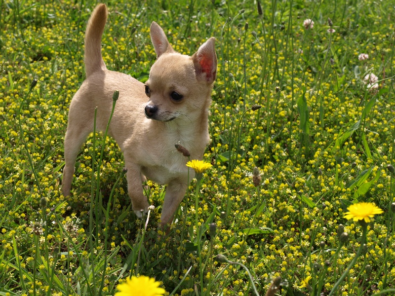 Les Chihuahua de l'affixe Du clos des flamboyants
