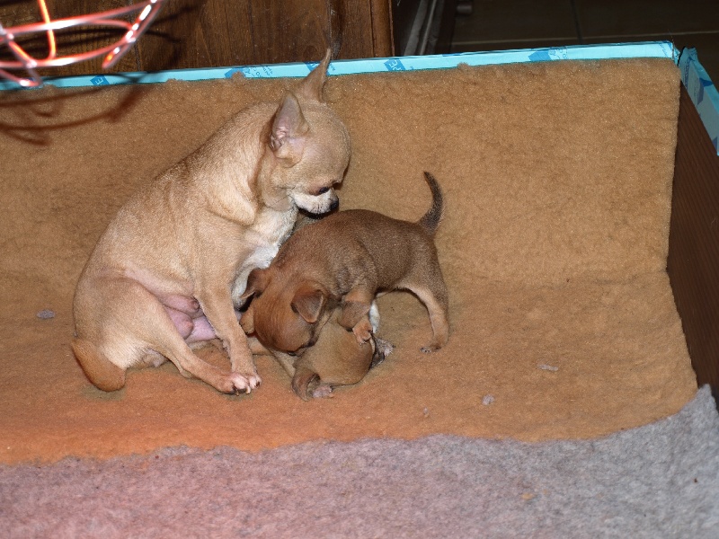 Du clos des flamboyants - Chihuahua - Portée née le 16/12/2013