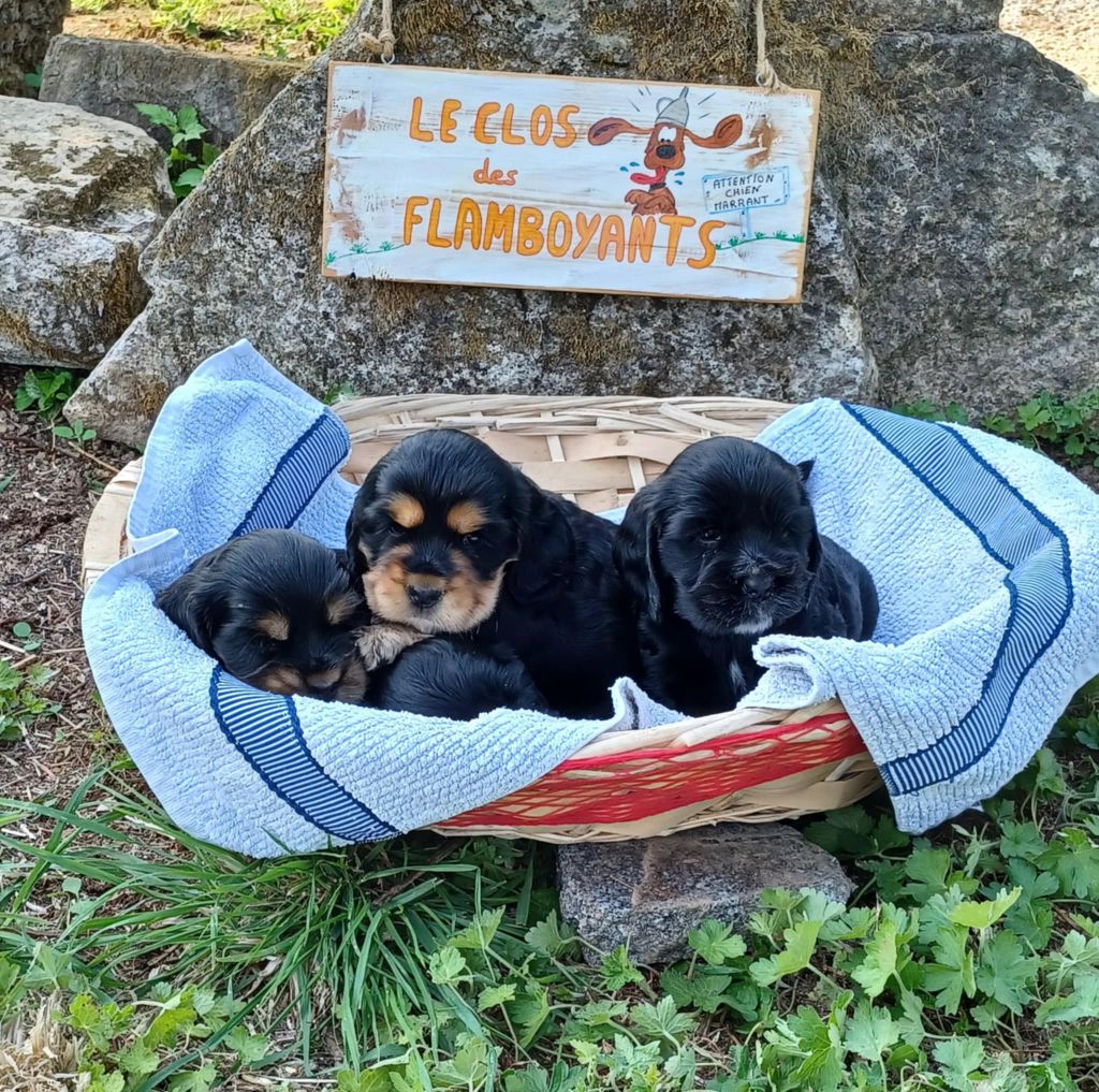 Du clos des flamboyants - Cocker Spaniel Anglais - Portée née le 02/07/2025