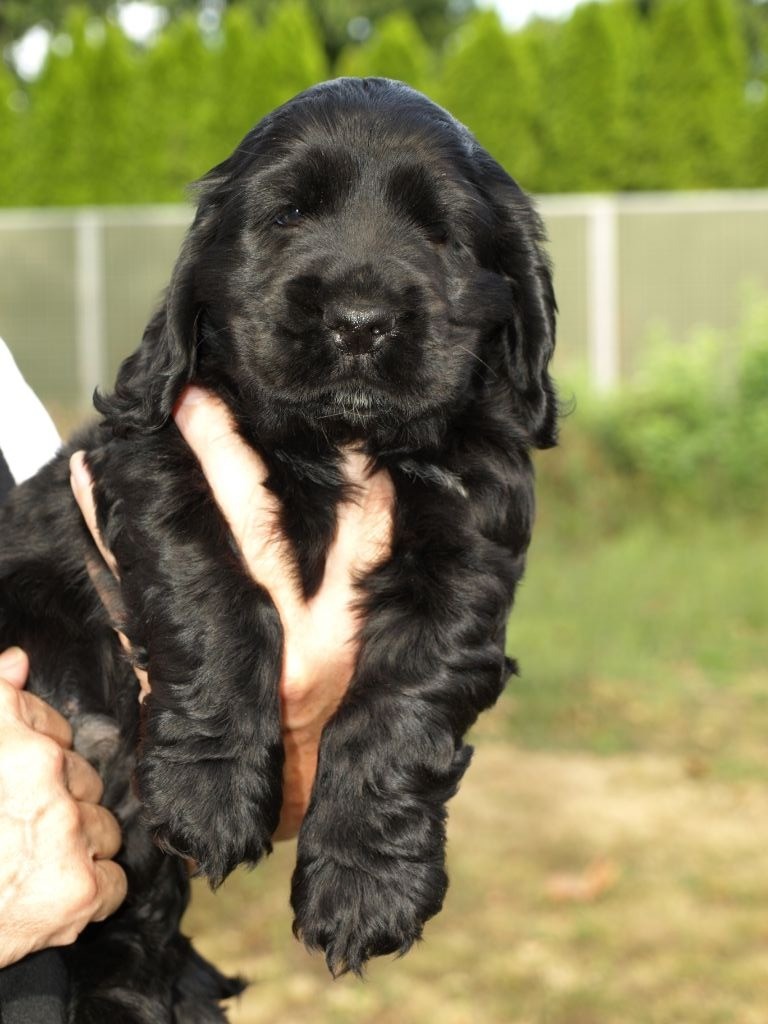 Du clos des flamboyants - Chiots disponibles - Cocker Spaniel Anglais